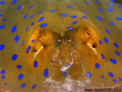 This is a closeup of the bluespotted stingray. I liked th... by Zaid Fadul 
